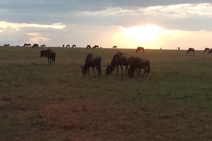 7 Days Safari, Samburu N/R Ol Pejeta Conservancy, Hells Gate N/P Maasai Mara N/R