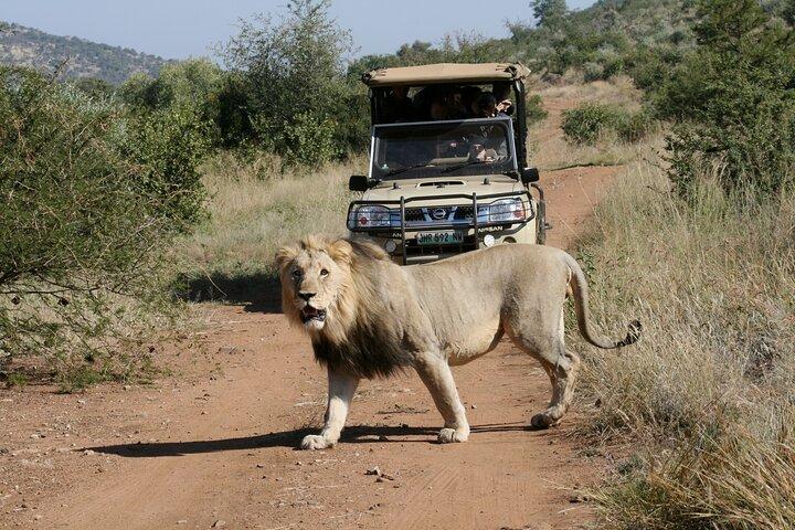3-Hour Private Game Drive of Pilanesberg National Park