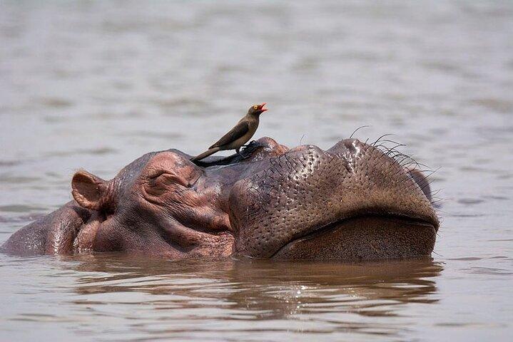 6 Days Private Safari Tanzania