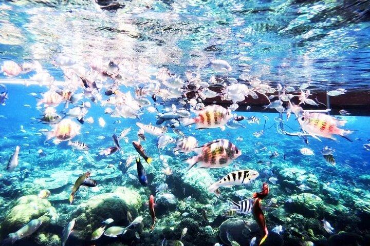 Private day tour: Indonesia Batam Island Reef Snorkel & Kayak from Singapore