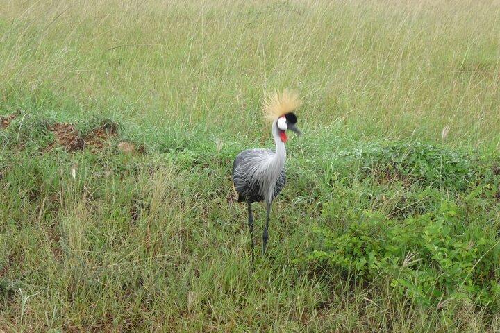 7 Days Safari to Aberdare NP, Nakuru NP, Maasai Mara NR Amboseli NP- Mid range