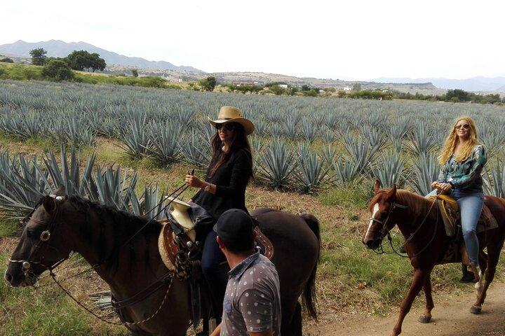 Horseback Riding Tour in The Agave Field with Lunch