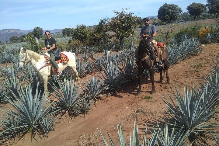 Horseback Riding Tour in The Agave Field with Lunch