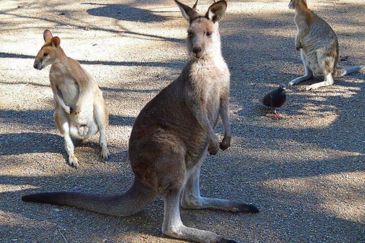 Blue Mountains Sunset Tour | See Kangaroos & Koalas (Private Tour)
