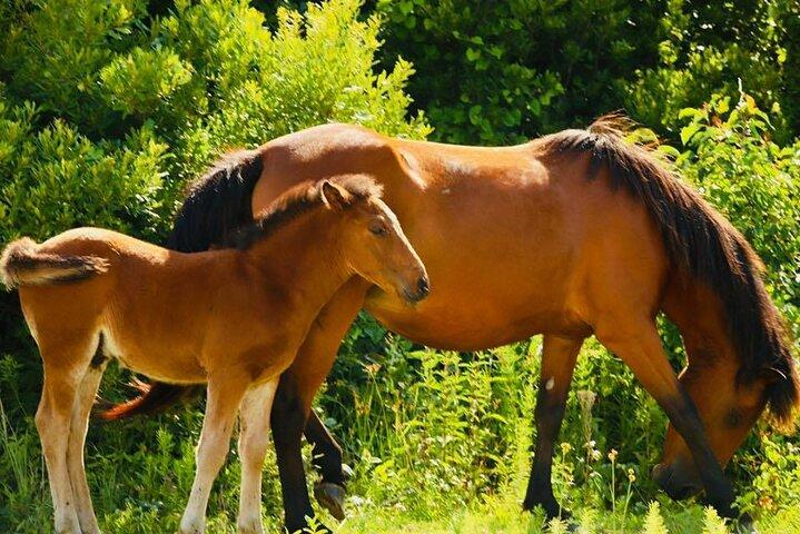 2-hour Outer Banks Wild Horse Tour by 4WD Truck