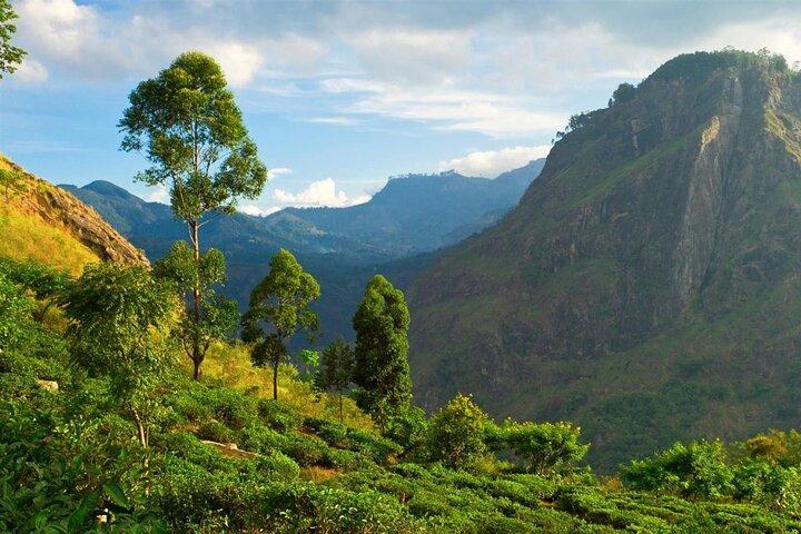 Haputale Tea Estate Walking Tour From Ella