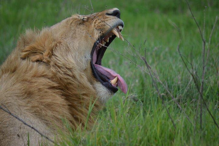 3Days Safari to Tarangire Ngorongoro and manyara lodge safari