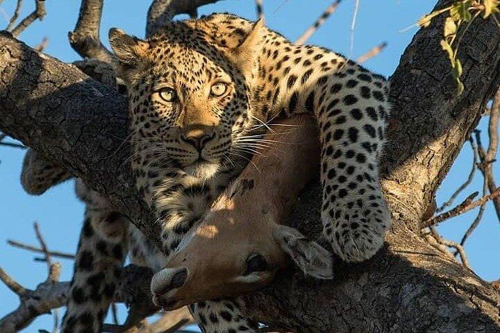 8 Days fantastic Safari of Tanzania Midrange Tour