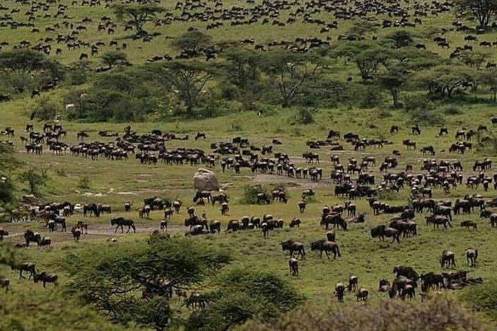 8 Days fantastic Safari of Tanzania Midrange Tour