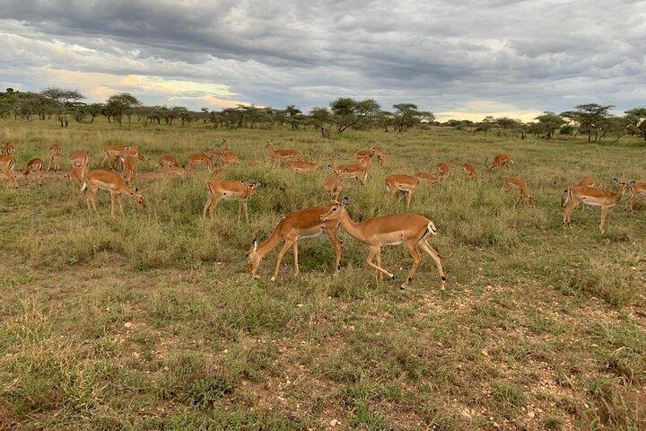 8 Days fantastic Safari of Tanzania Midrange Tour