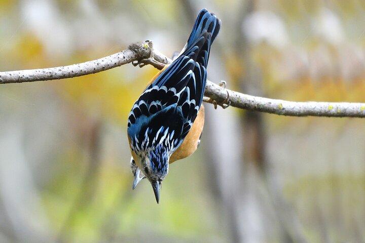 15-Day Bird Watching and Cultural Tour in Bhutan