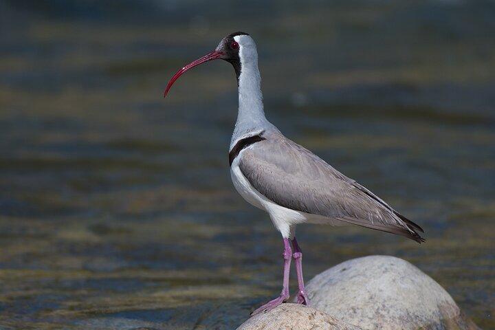 15-Day Bird Watching and Cultural Tour in Bhutan