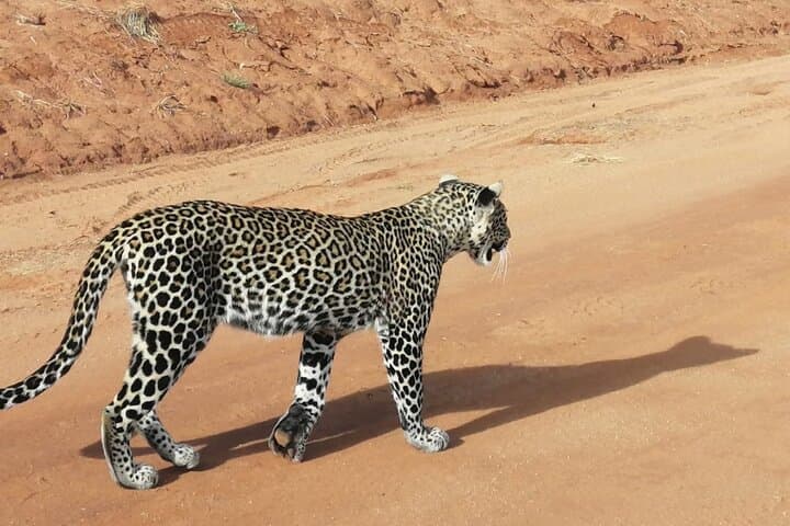 3 Days Masai Mara Private Safari at Sopa Lodge from Nairobi