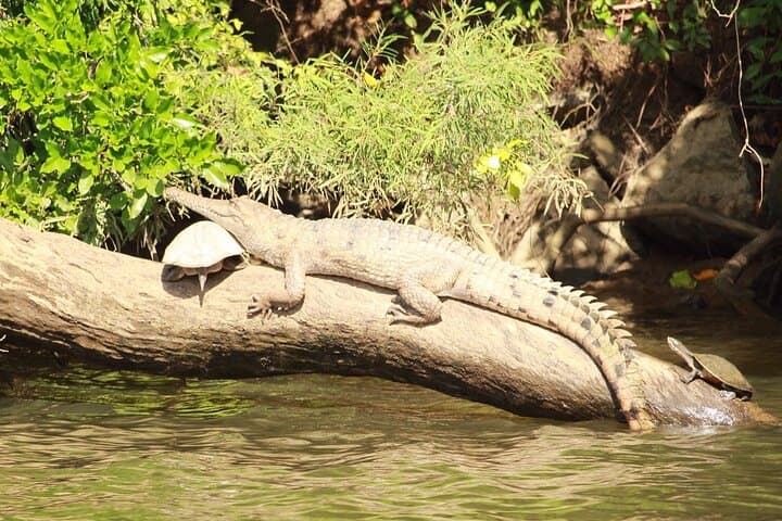 Kuranda Riverboat Sightseeing Cruise