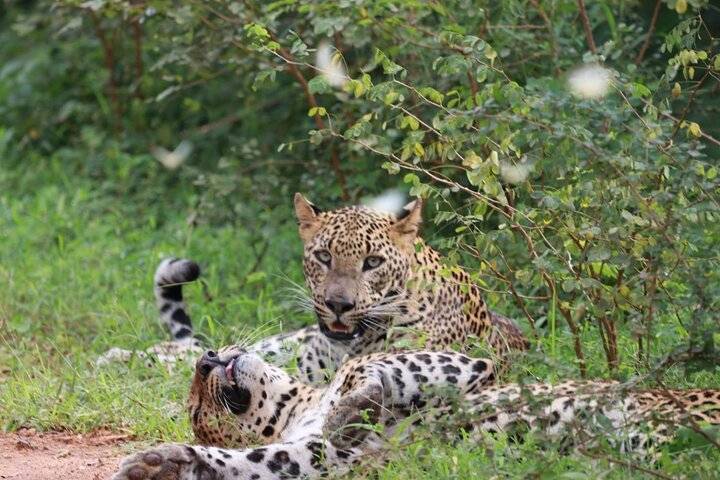 Leopard Safari, Yala National Park