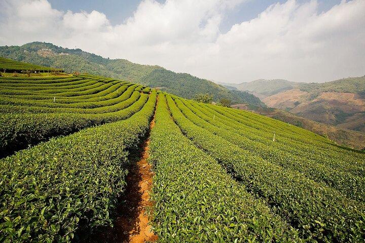 From Chiang Rai: Hill Tribes & Golden Triangle Full Day Tour