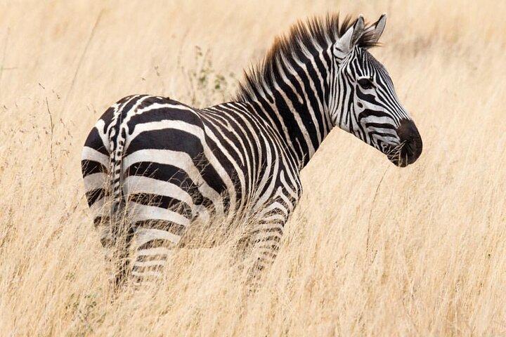 6-Day Private midrange Tour in Arusha with Airport Pickup