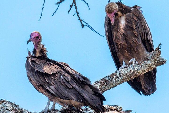 6-Day Private midrange Tour in Arusha with Airport Pickup
