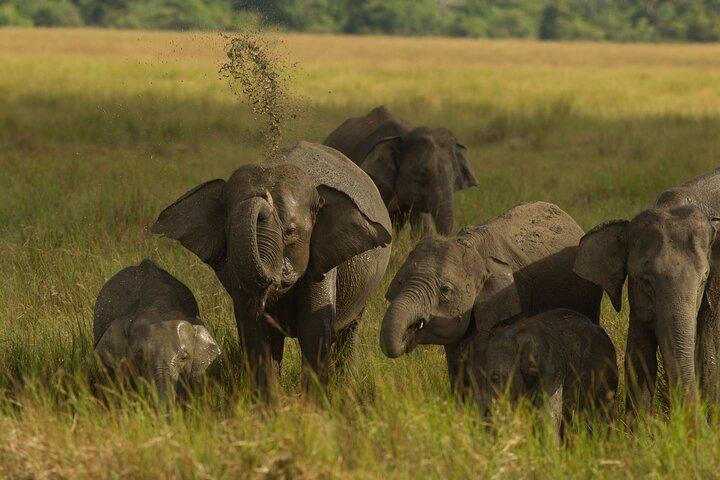 All Inclusive Private Safari in Minneriya National Park