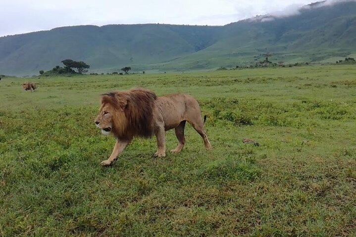 5-Day Classic Lodge Safari: Manyara, Serengeti & Ngorongoro