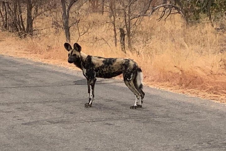Kruger National Park Private Guided Tour