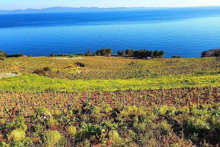 Peljesac and Ston Private Wine Tour with Tastings from Dubrovnik