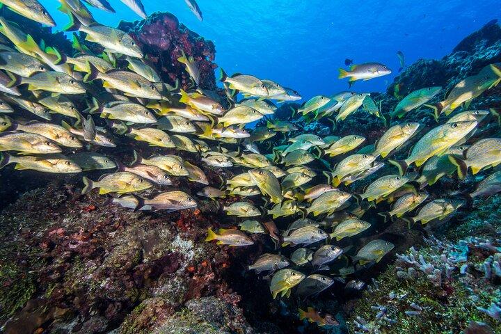2 dives in Cozumel (for certified divers only)
