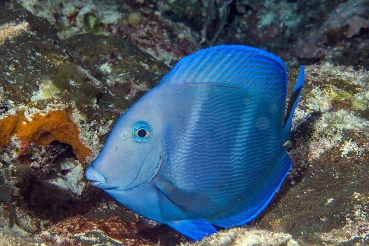 PADI Discover Scuba Diving Tour in Cozumel