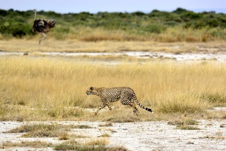 Private Full-Day Safari Tour Amboseli National Park with Lunch