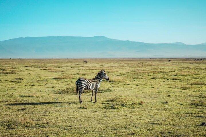 4 days Budgeted Safari Serengeti