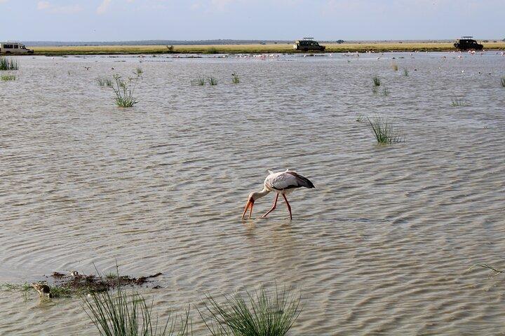 7 Days, 6 Nights Wildlife Photography and Birding Safari