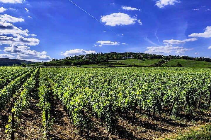 Chablis 20 Exquisite Wines Tasting Trip in Small-Group from Paris
