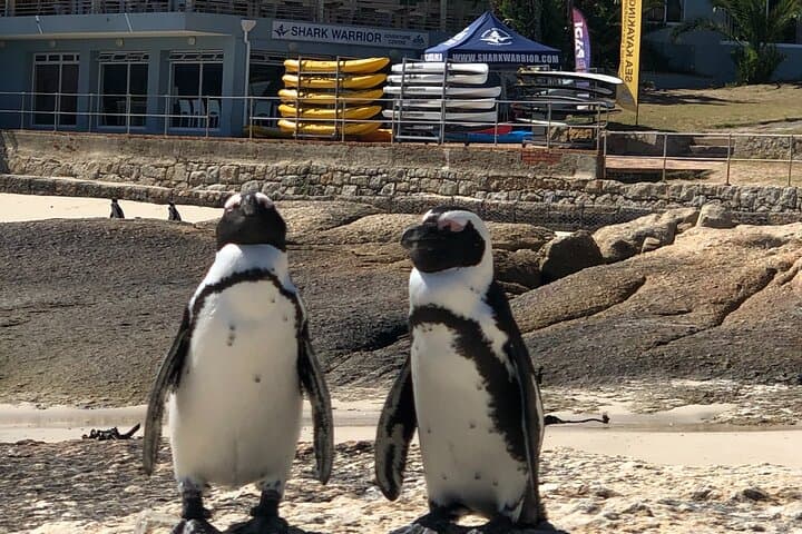 Meet the Penguins, Cape Town