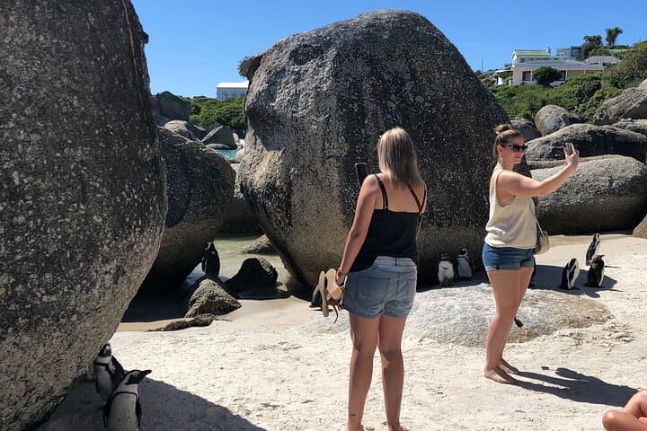 Meet the Penguins, Cape Town