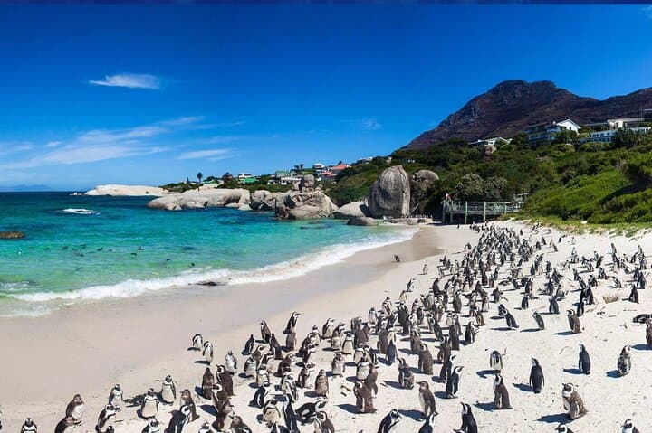 Meet the Penguins, Cape Town