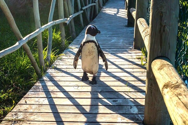 Meet the Penguins, Cape Town
