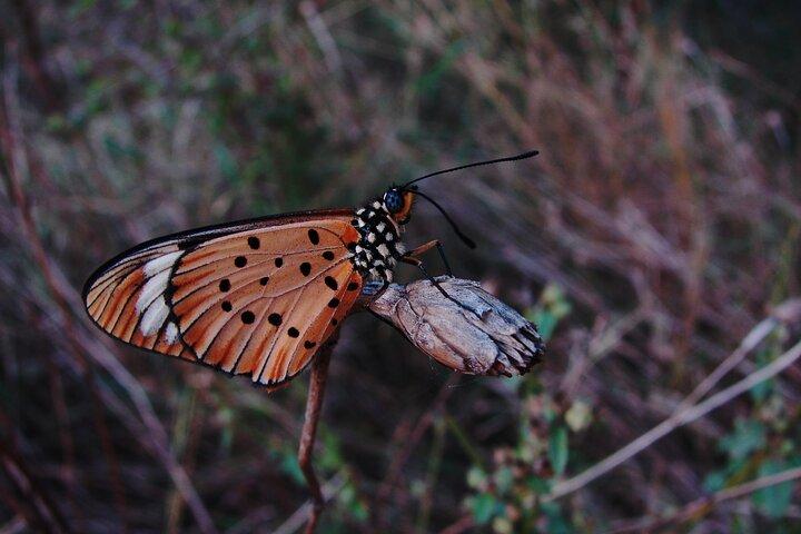 Fullday Gamedrives in Kruger National Park from Marlothpark
