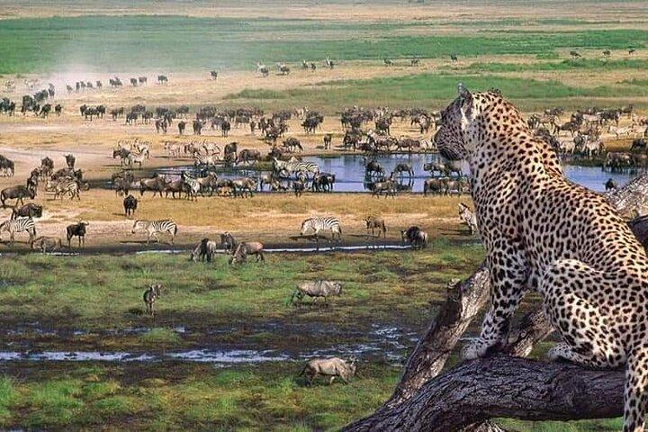 6 Days Wildebeest Migration Safari in Tanzania