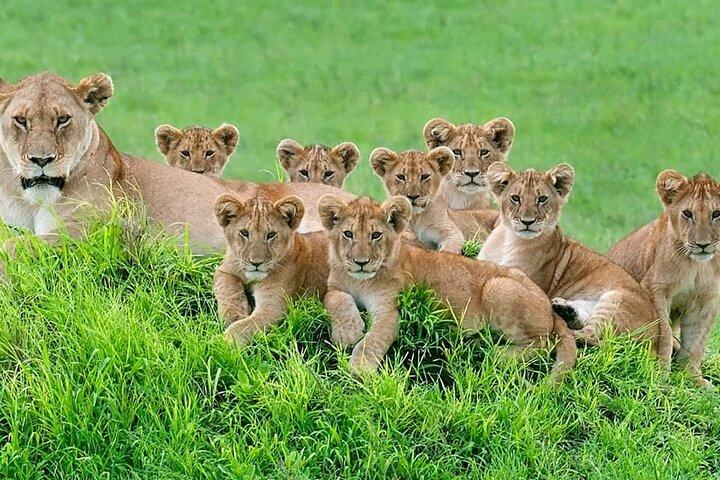 6 Days Wildebeest Migration Safari in Tanzania