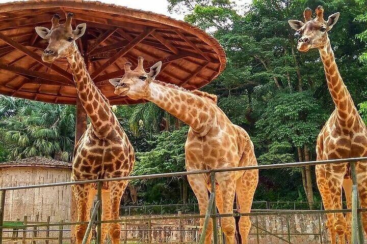 Kids & Family – Full Day Private Guided Tour in São Paulo