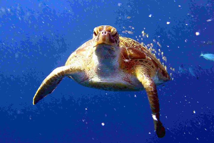 Private diving on shared trip at Racha Noi and Racha Yai from Phuket incl. lunch