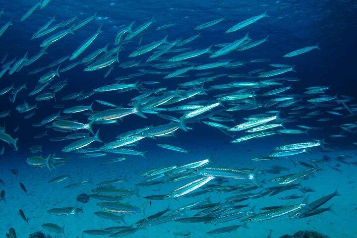 Private diving on shared trip at Racha Noi and Racha Yai from Phuket incl. lunch