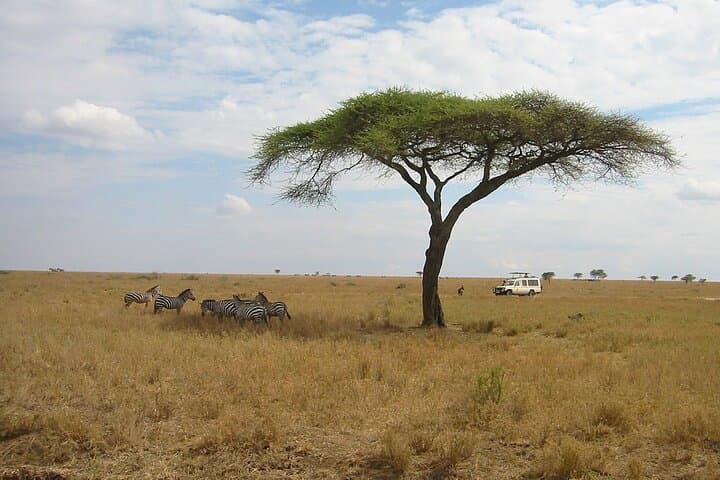 Day Safari; Amboseli National Park from Nairobi.