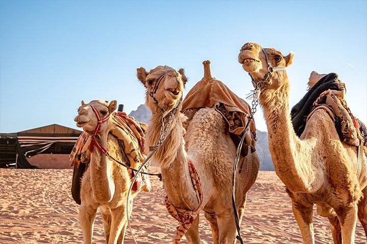 Wadi Rum Private Tour from Petra with Martian and Star Wars Film Site