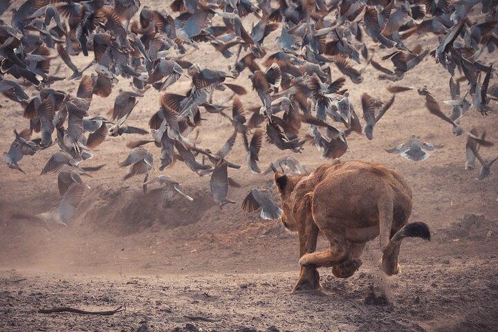 5 Days Safari Tour in Arusha