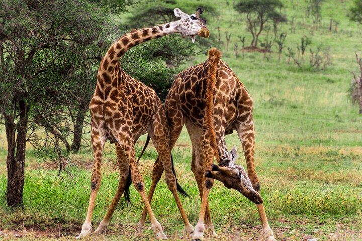 5 Days Safari Tour in Arusha