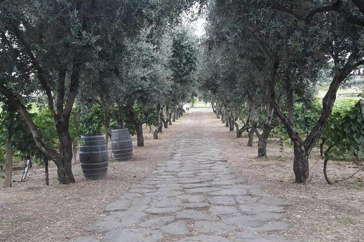 From Rome to the Castles: Private 3-Hour Wine Tasting Tour