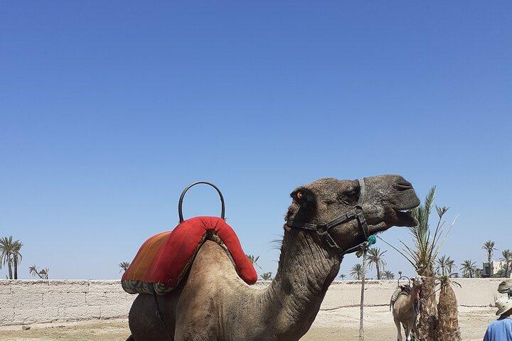 Sunset Camel Ride Marrakech with Transfers