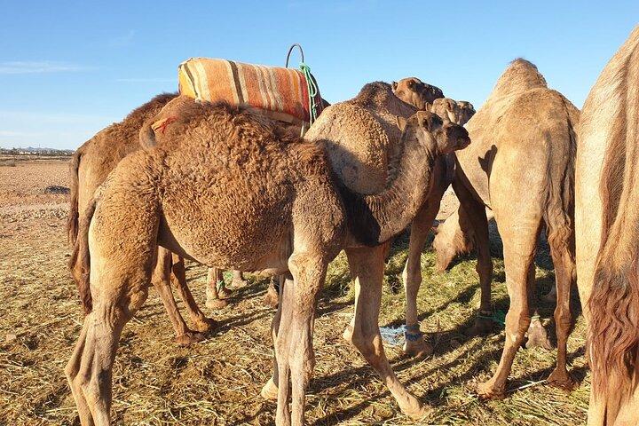 Sunset Camel Ride Marrakech with Transfers