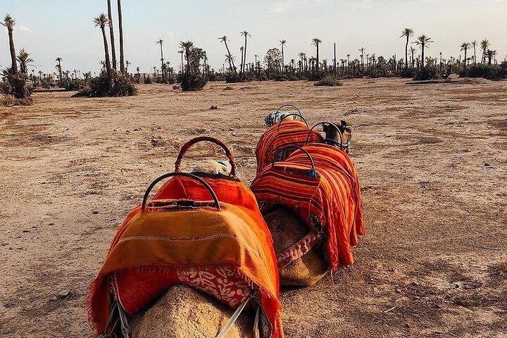 Sunset Camel Ride Marrakech with Transfers